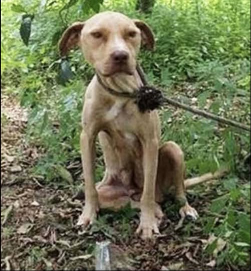 Tied to a tree, left to die: yet the pit bull never stopped protecting its precious secret