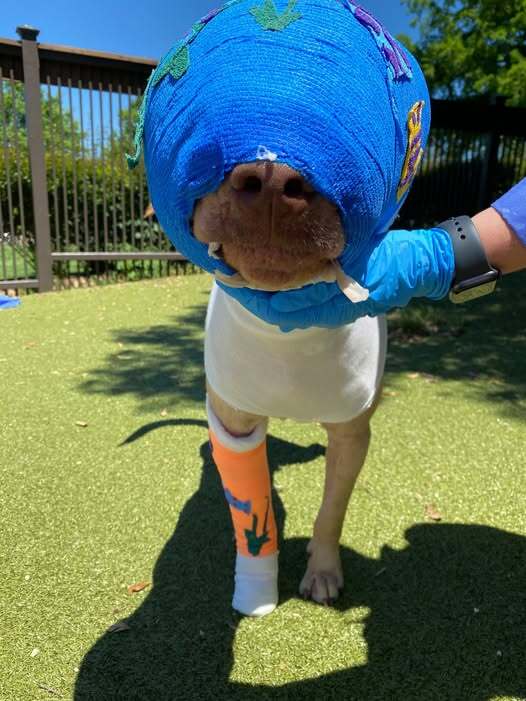 Buddy: A Story of Resilience and Care After a Tragic Incident