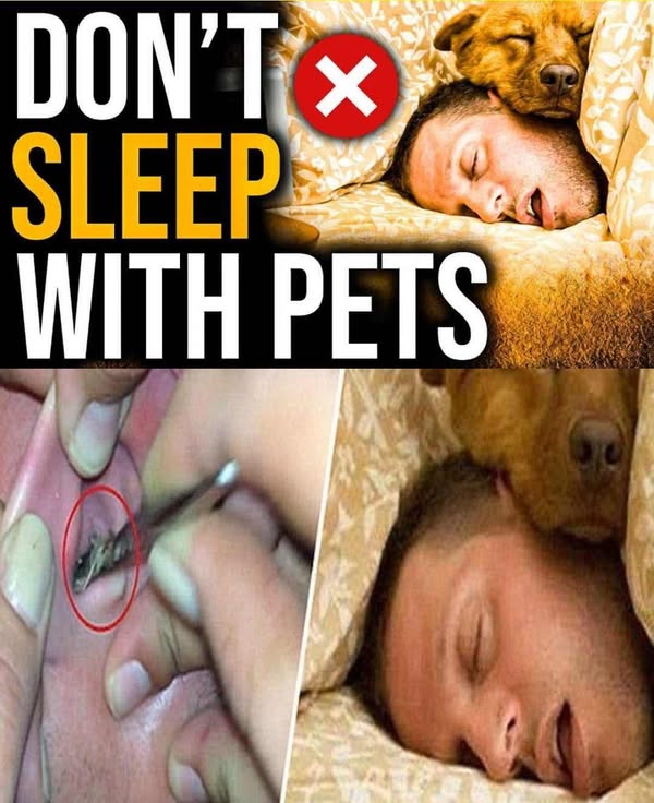 Don’t Sleep with Your Pets Until You Read This — The Hidden Dangers Could Change Everything…