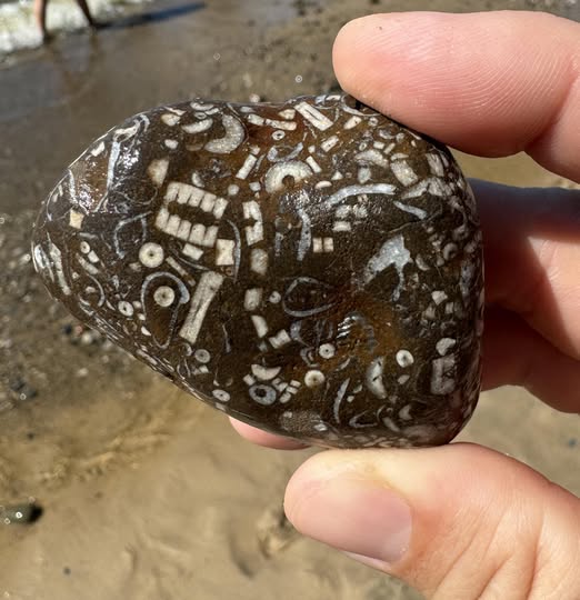 Found in Lake Michigan, almost doesn’t look real. Why is that?