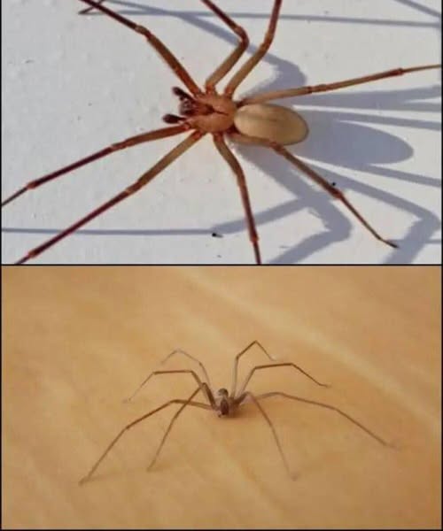 Be Careful! This Spider Will Harm You With Just One Bite.