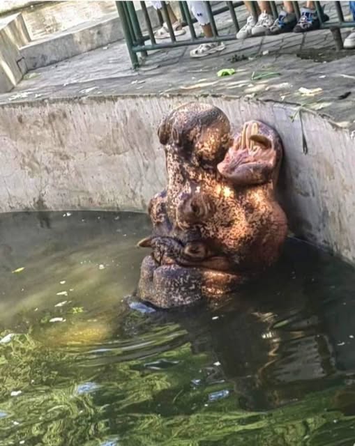 What do you see? I thought it was 2 aliens hiding underwater