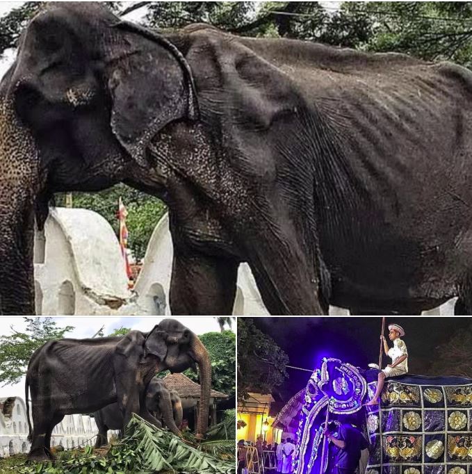 Images show a starving, weak 70-year-old elephant forced to walk miles for a festival