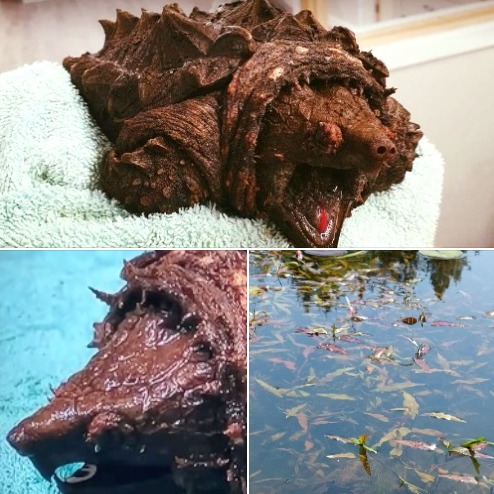 A woman walking her dog finds dinosaur-like creature in a lake – is shocked when she learns what it really is…