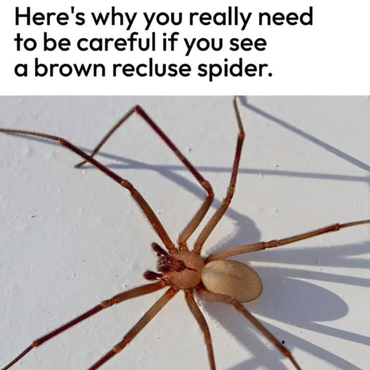 Here’s Why You Really Need to Be Careful If You See a Brown Recluse Spider